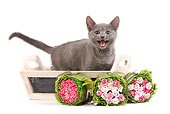 CAT 03 JE0184 01
Chartreux Kitten Hissing In Wooden Basket By Rose Bouquets On White Seamless