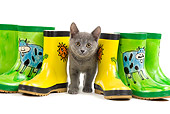 CAT 03 JE0185 01
Chartreux Kitten Standing Between Rainboots On White Seamless