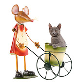CAT 03 JE0187 01
Chartreux Kitten Sitting In Flower Pot With Wire Mouse On White Seamless