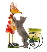 CAT 03 JE0188 01
Chartreux Kitten Standing On Hind Legs By Wire Mouse On White Seamless