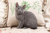 CAT 03 JE0189 01
Chartreux Kitten Sitting By Embroidered Pillow