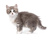 CAT 03 JE0190 01
Alley Kitten Standing On White Seamless