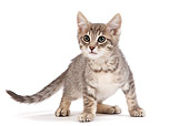 CAT 03 JE0191 01
Alley Kitten Standing On White Seamless