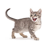CAT 03 JE0192 01
Alley Kitten Standing On White Seamless Hissing