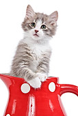 CAT 03 JE0193 01
Alley Kitten Sitting In Red Pitcher On White Seamless