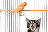 CAT 03 JE0194 01
Alley Kitten Watching Canary In Cage On White Seamless