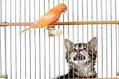 CAT 03 JE0195 01
Alley Kitten Hissing At Canary In Cage On White Seamless