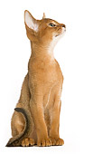 CAT 03 JE0197 01
Abyssinian Kitten Sitting On White Seamless