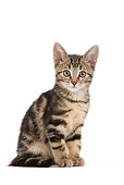 CAT 03 JE0200 01
Alley Kitten Sitting On White Seamless