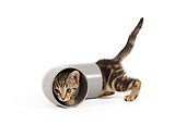 CAT 03 JE0201 01
Alley Kitten Crawling Through Pipe On White Seamless