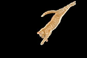 CAT 03 JE0203 01
Alley Kitten Leaping In Black Studio