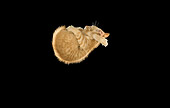 CAT 03 JE0204 01
Alley Kitten Tumbling In Black Studio