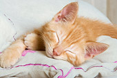 CAT 03 JE0205 01
Close-Up Of Alley Kitten Sleeping On Cushion