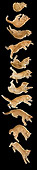CAT 03 JE0206 01
Sequence Of Alley Kitten Falling In Black Studio