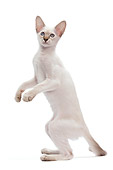 CAT 03 JE0210 01
Balinese Kitten Standing On Hind Legs On White Seamless