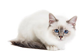 CAT 03 JE0212 01
Birman Kitten Laying On White Seamless