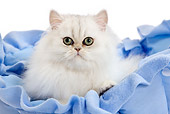 CAT 03 JE0218 01
Persian Kitten Laying On Blue Blanket On White Seamless