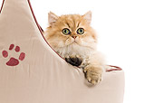 CAT 03 JE0219 01
Persian Kitten Laying In Cat Bed On White Seamless