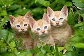 CAT 03 JE0220 01
Three Alley Kittens Sitting In Shrubs