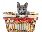 CAT 03 JE0224 01
Chartreux Kitten Sitting In Wicker Basket On White Seamless