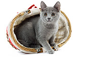 CAT 03 JE0225 01
Chartreux Kitten Sitting In Tipped Wicker Basket On White Seamless