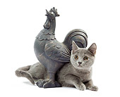 CAT 03 JE0226 01
Chartreux Kitten Laying Under Rooster Statue On White Seamless