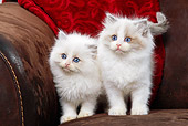 CAT 03 JE0227 01
Close-Up Of Two Ragdoll Kittens On Sofa