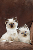 CAT 03 JE0228 01
Close-Up Of Two Ragdoll Kittens On Sofa