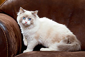 CAT 03 JE0229 01
Ragdoll Kitten Sitting On Sofa