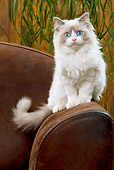 CAT 03 JE0231 01
Ragdoll Kitten Sitting On Sofa Arm
