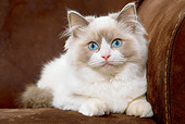 CAT 03 JE0232 01
Close-Up Of Ragdoll Kitten Laying On Sofa