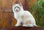 CAT 03 JE0233 01
Ragdoll Kitten Sitting On Sofa