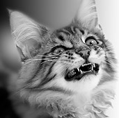 CAT 03 JE0235 01
Head Shot Of Maine Coon Kitten Hissing