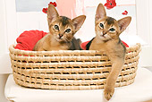 CAT 03 JE0237 01
Two Abyssinian Kittens Laying In Basket