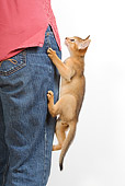CAT 03 JE0238 01
Abyssinian Kitten Climbing Up Owner's Leg On White Seamless