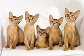 CAT 03 JE0239 01
Five Abyssinian Kittens Sitting On White Armchair