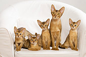 CAT 03 JE0240 01
Four Abyssinian Kittens And Adult Sitting On White Armchair