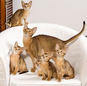CAT 03 JE0241 01
Five Abyssinian Kittens And Adult On White Armchair