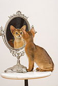 CAT 03 JE0242 01
Abyssinian Kitten Sitting On Table Looking Into Mirror