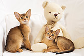 CAT 03 JE0243 01
Two Abyssinian Kittens Sitting On White Armchair With Teddy Bear