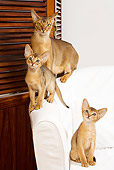CAT 03 JE0244 01
Two Abyssinian Kittens Sitting With Adult On White Armchair