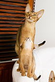 CAT 03 JE0245 01
Abyssinian Kitten Looking Up At Adult On White Armchair