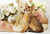 CAT 03 JE0246 01
Abyssinian Kitten Sitting By Teddy Bear And White Roses