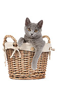 CAT 03 JE0247 01
Chartreux Kitten Sitting In Wicker Basket On White Seamless