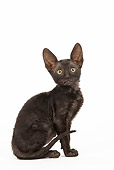 CAT 03 JE0248 01
Cornish Rex Kitten Sitting On White Seamless