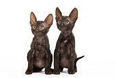 CAT 03 JE0249 01
Two Cornish Rex Kittens Sitting On White Seamless