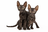 CAT 03 JE0250 01
Two Cornish Rex Kittens On White Seamless