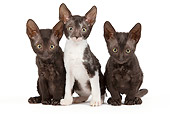 CAT 03 JE0251 01
Three Cornish Rex Kittens Sitting On White Seamless