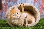 CAT 03 JE0255 01
Orange Siberian Kitten Laying In Tipped Basket On Grass