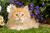 CAT 03 JE0256 01
Orange Siberian Kitten Laying On Grass In Garden